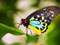 фото красивых бабочек