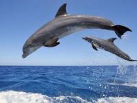 фото дельфинов