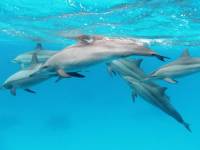 фото дельфин