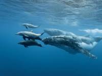 фото китов и дельфинов