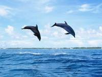 фото дельфины