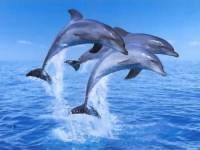 дельфины фото